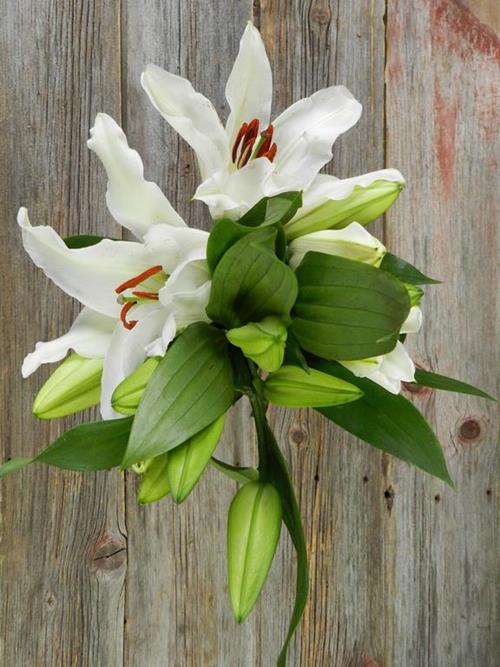  WHITE ORIENTAL LILIES